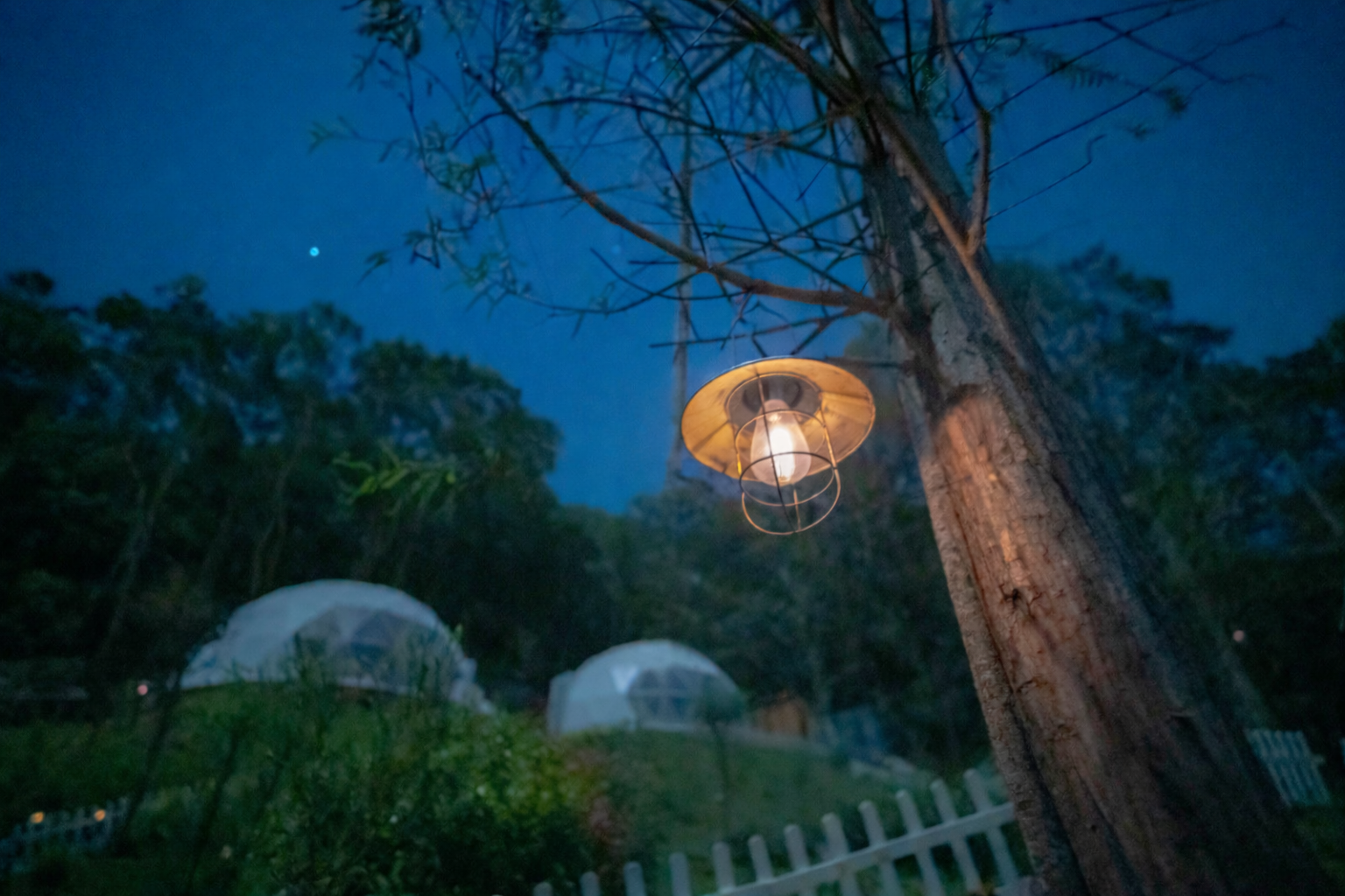 Forest camping visual