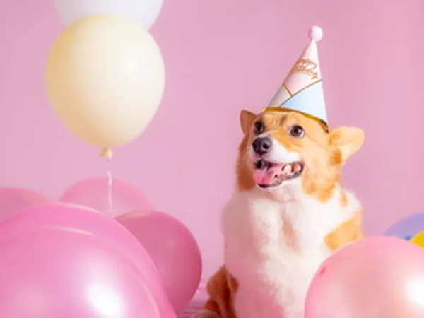 桃園寵物攝影棚拍 柯基犬生日寫真 戴派對帽與粉紅氣球 小巴老師 揪好森