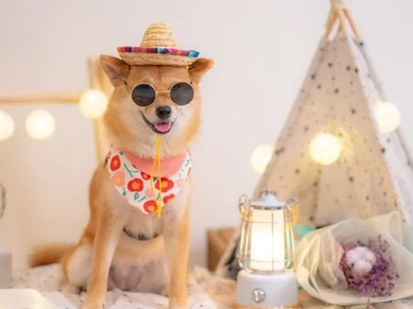 桃園寵物攝影 柴犬室內棚拍 戴草帽墨鏡可愛造型 揪好森露營區 小巴老師
