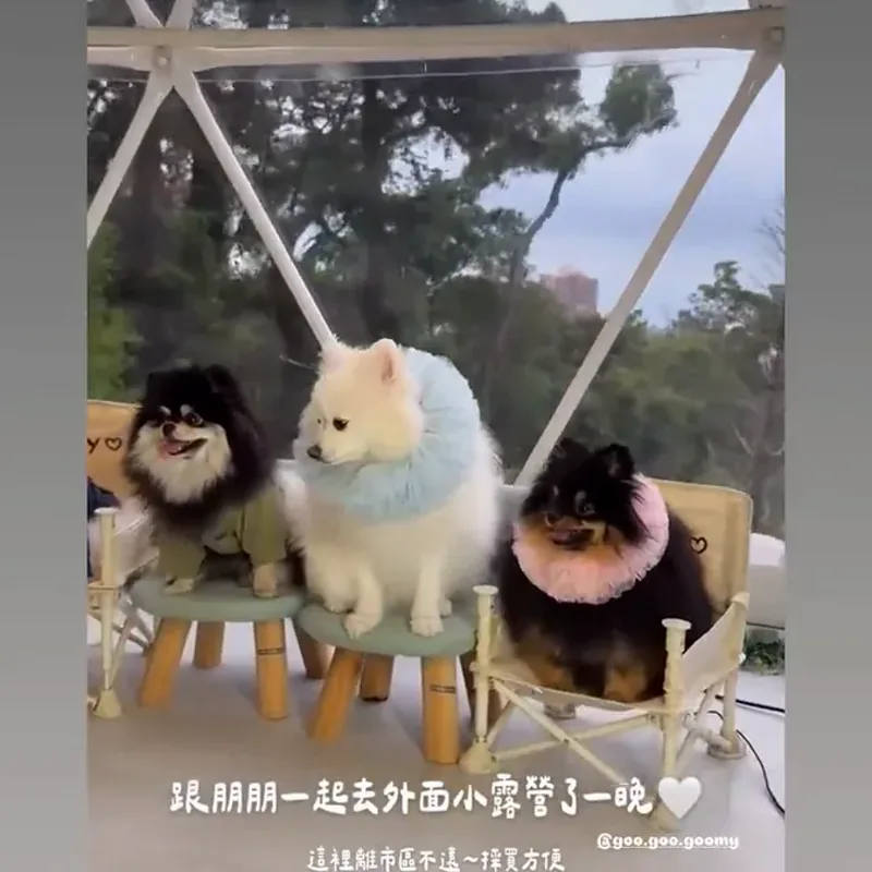 四隻不同毛色的博美犬在圓頂帳篷景觀窗前的椅子上排排坐