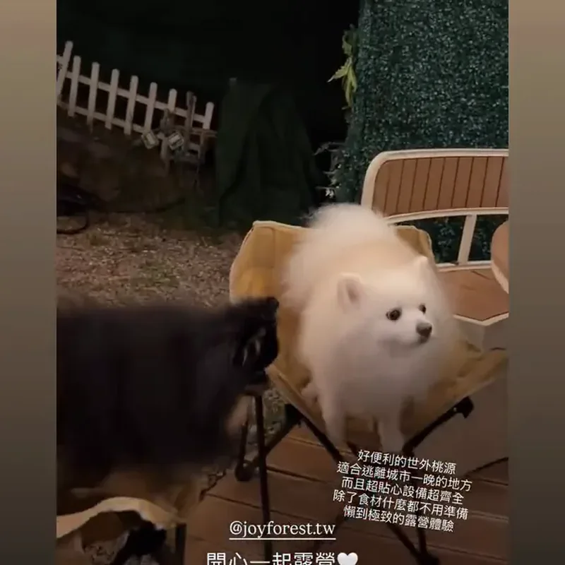 朋友們與博美犬圍坐戶外餐桌，畫面帶到冒煙火鍋、烤肉與夜間森林